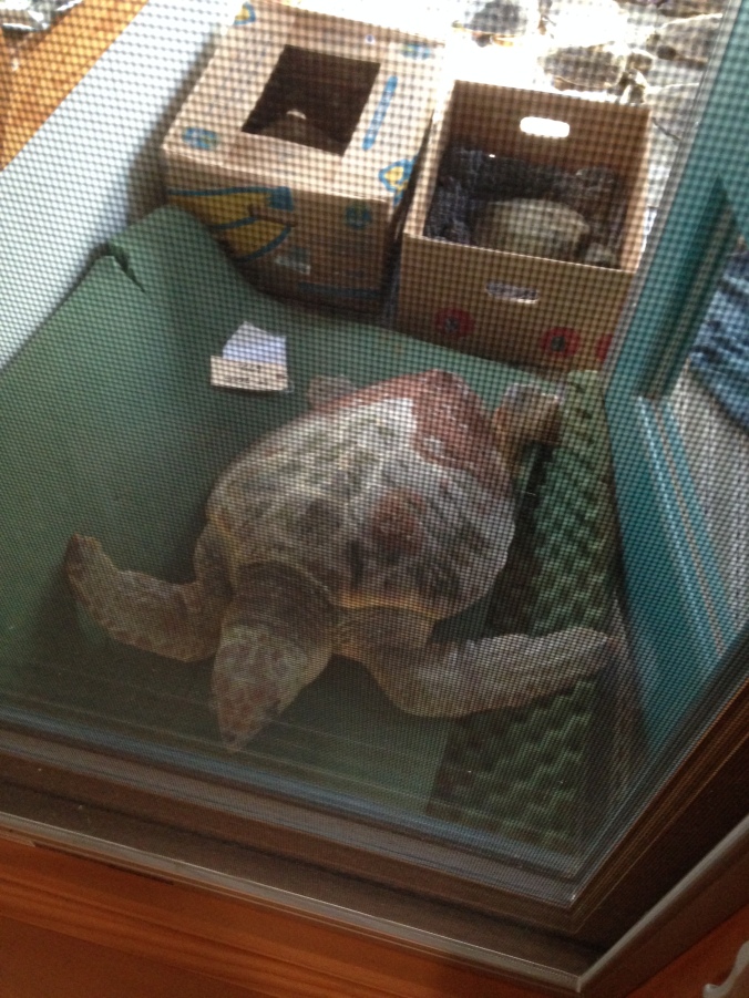 a turtle in a box (photo courtesy of Liz Maloney)